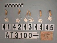 藏品(獸牙)的圖片